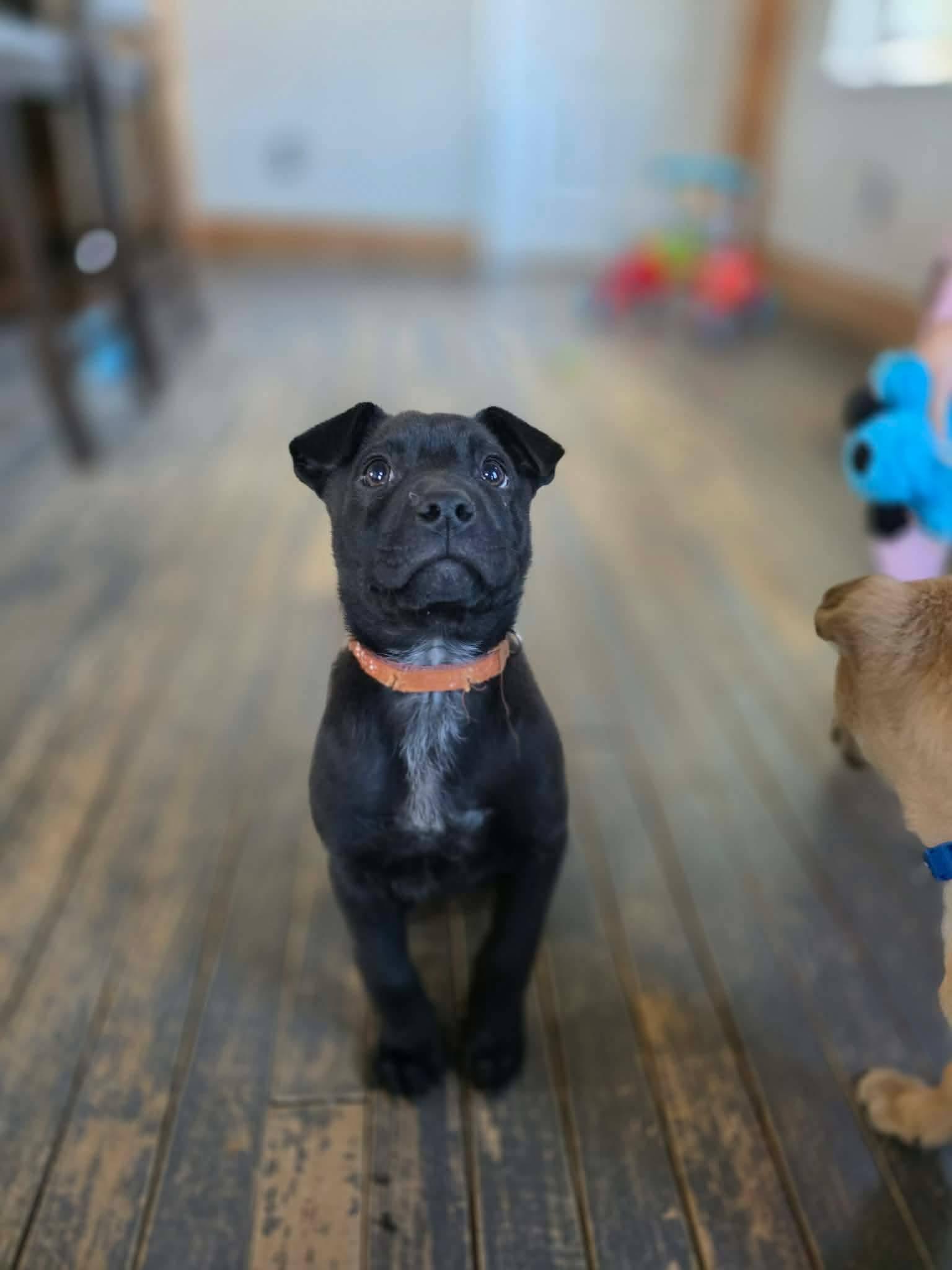 Enlarge Pepper Jack, a Adoptable mixed breed in New London, WI image 1/3