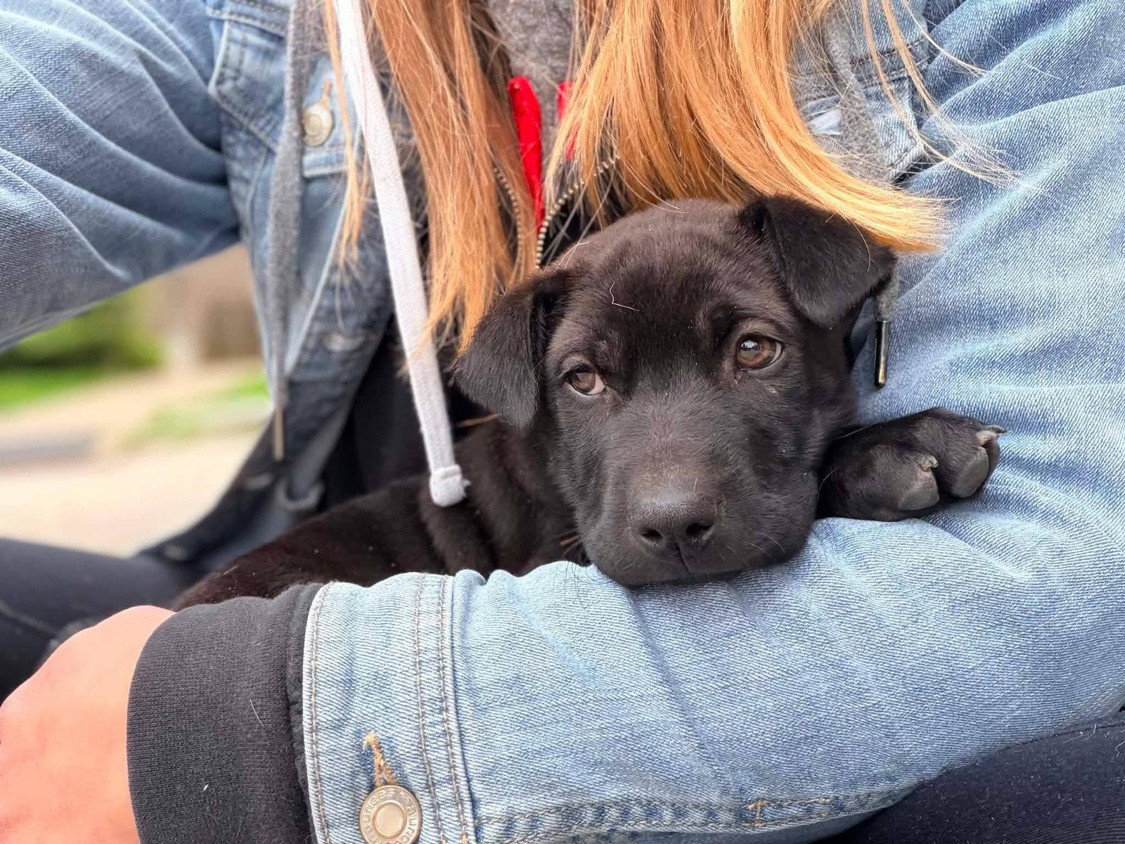 Enlarge Pepper Jack, a Adoptable mixed breed in New London, WI image 2/3