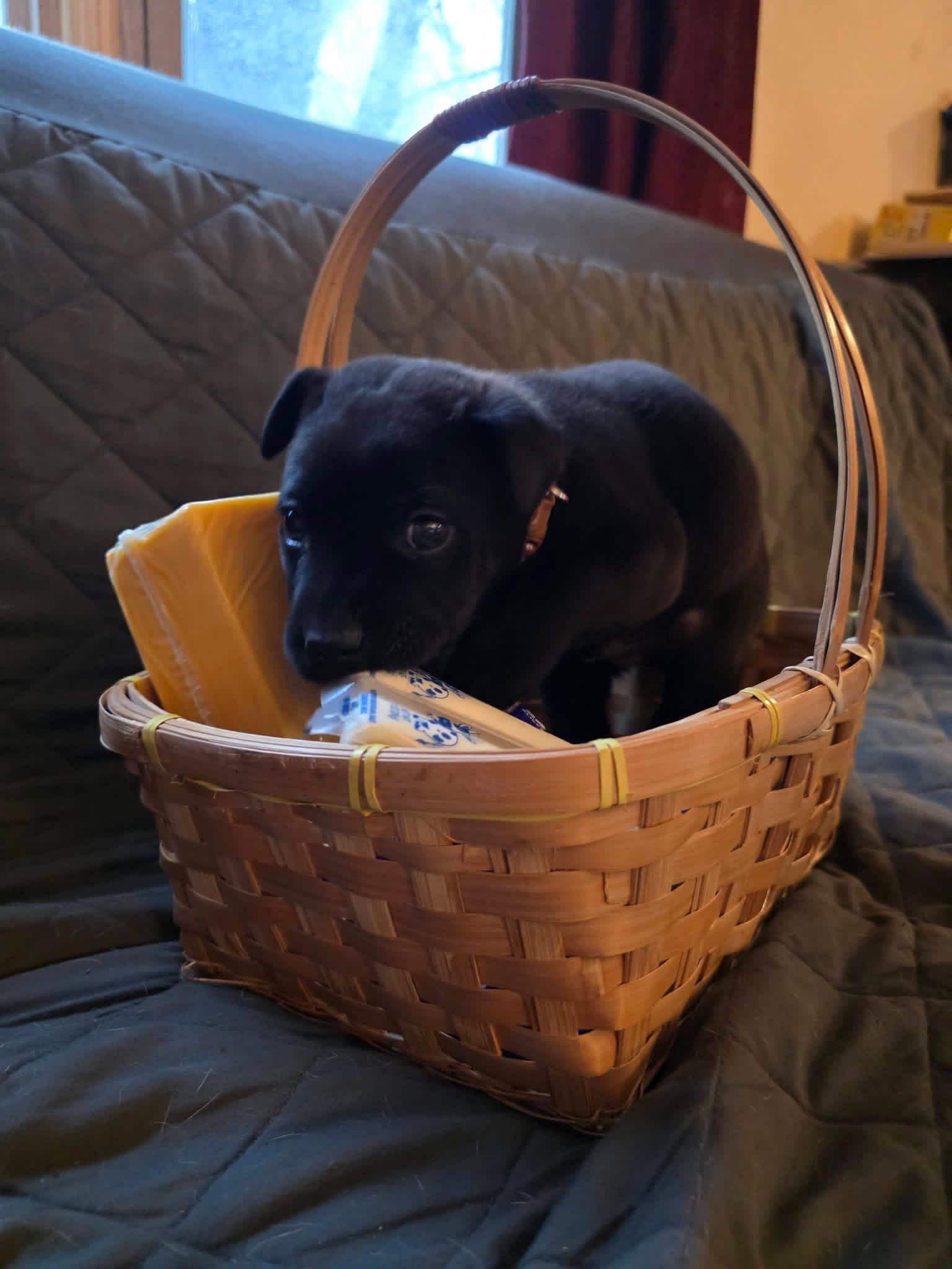 Enlarge Pepper Jack, a Adoptable mixed breed in New London, WI image 2/3