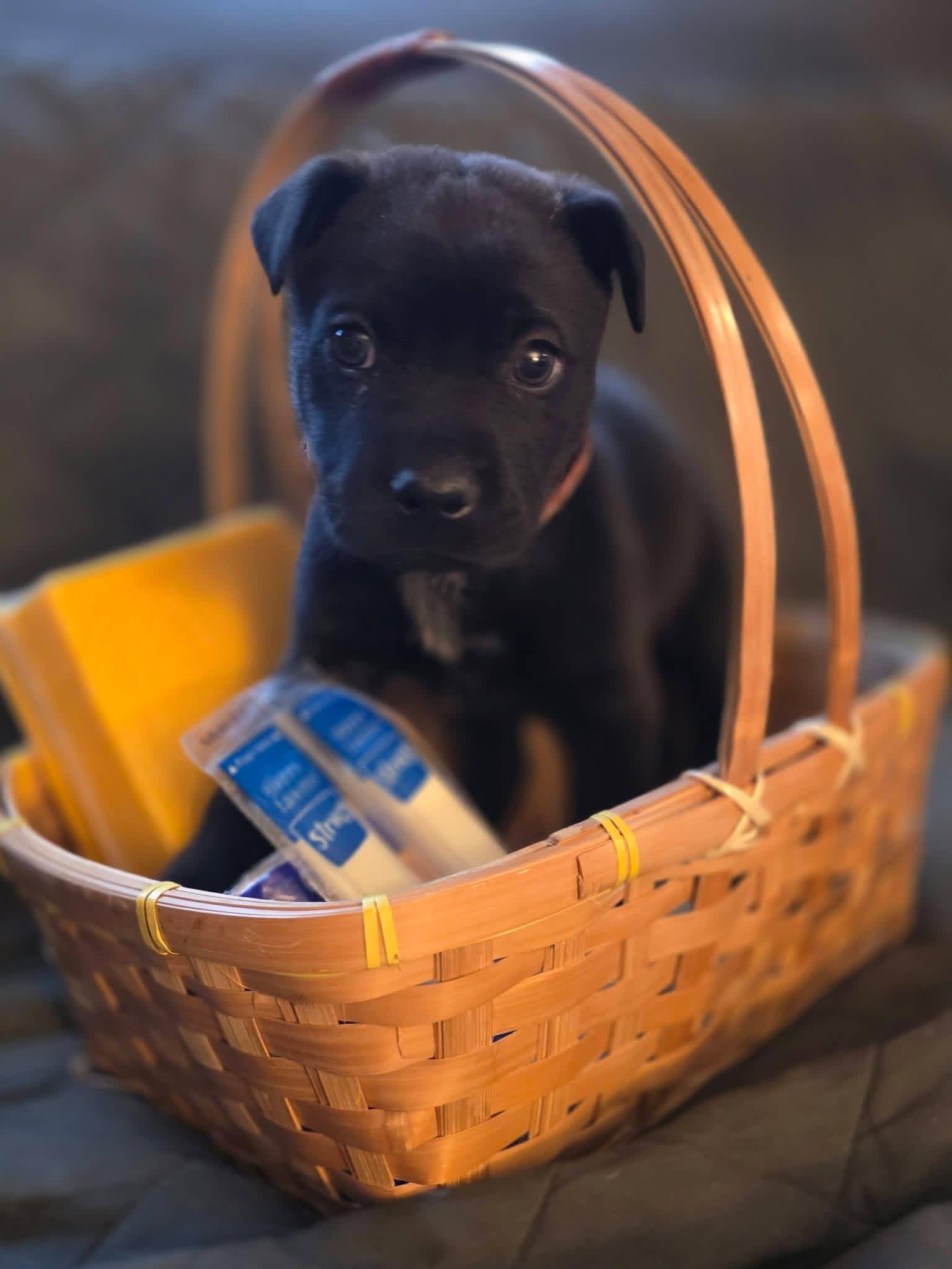 Enlarge Pepper Jack, a Adoptable mixed breed in New London, WI image 3/3