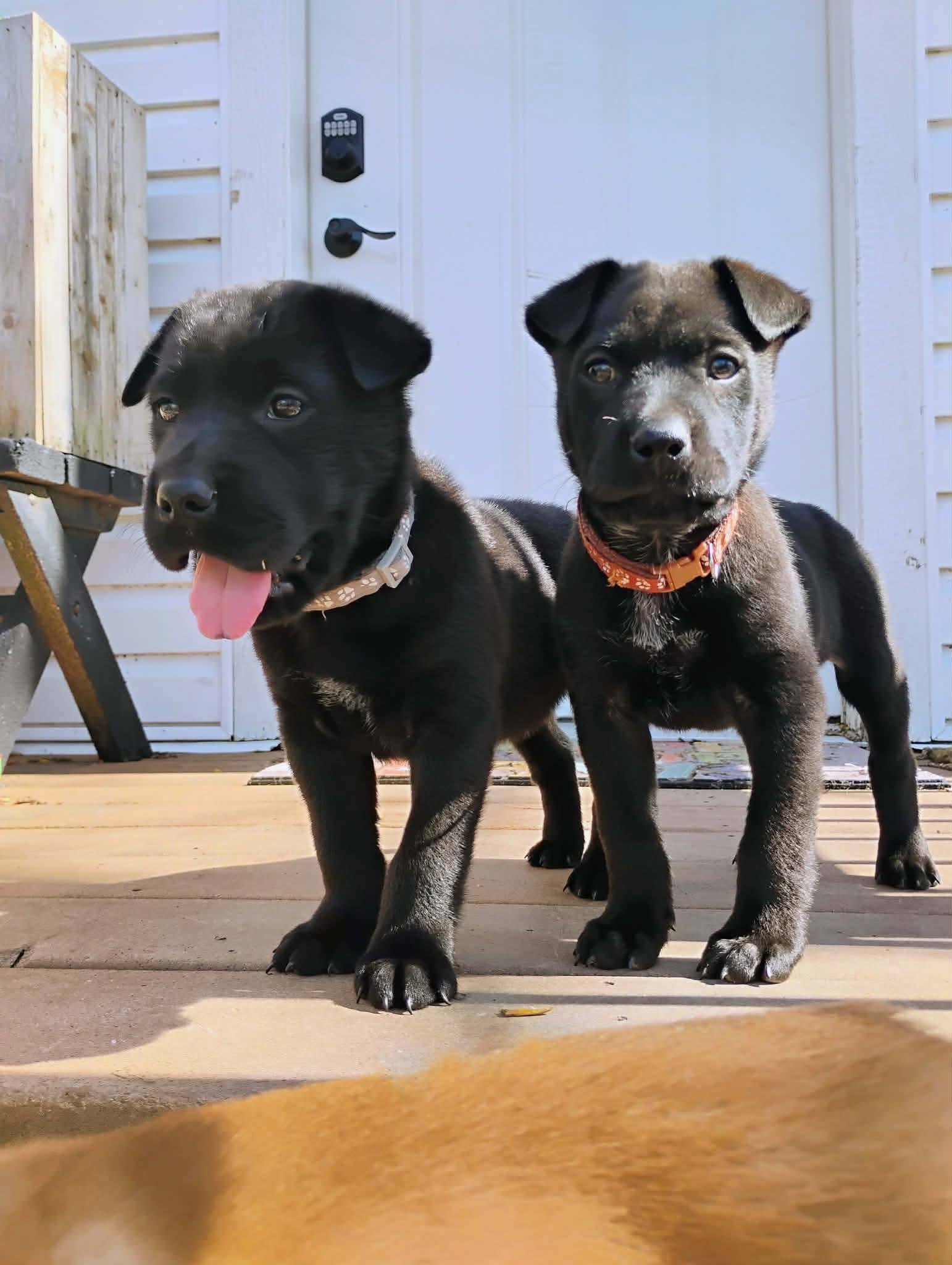Enlarge Pepper Jack, a Adoptable mixed breed in New London, WI image 3/3
