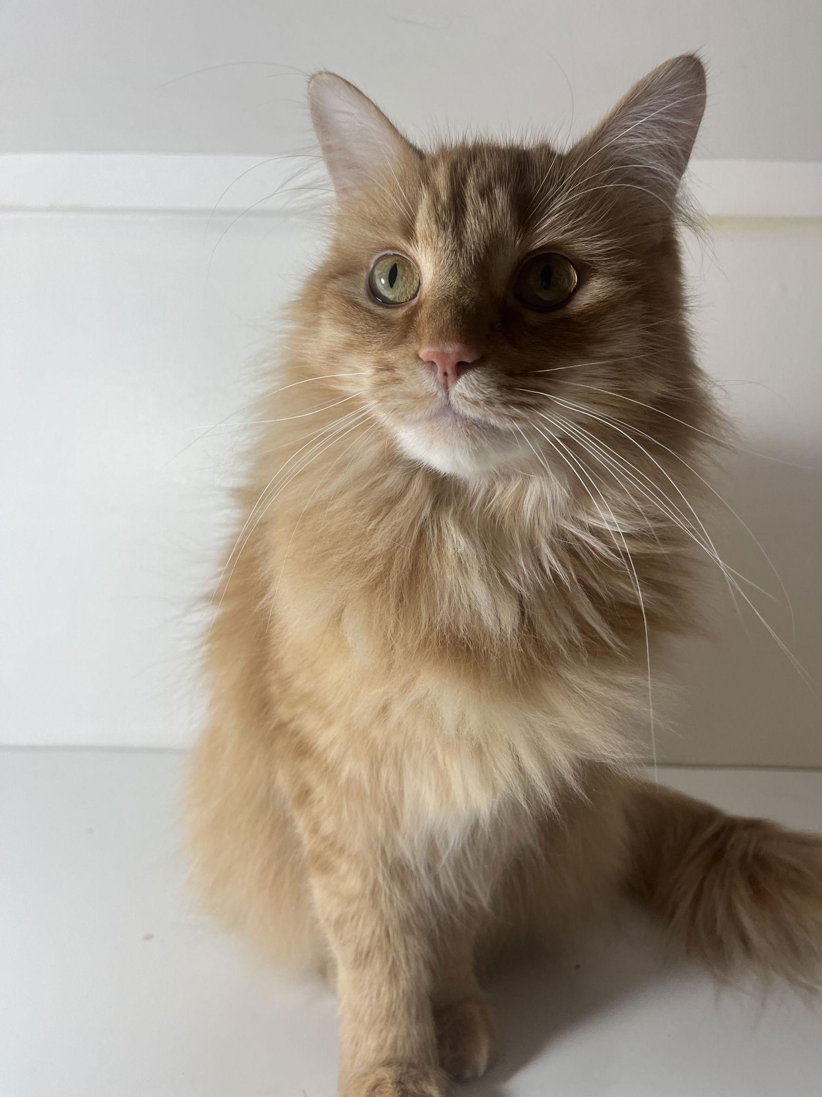 Bowie, Adopted, Young Male Domestic Long Hair.