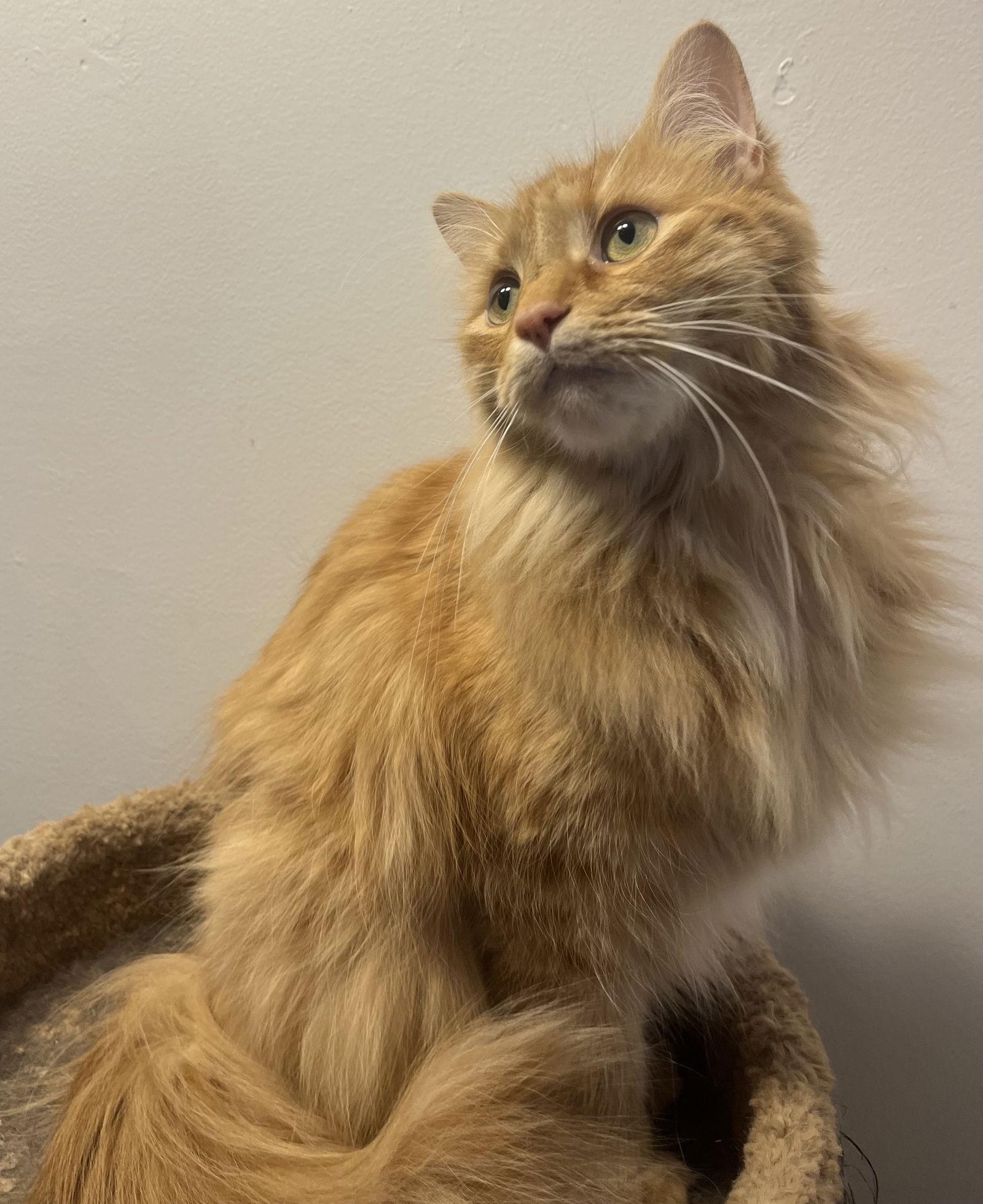 Enlarge Bowie, a Adopted Domestic Long Hair in Trexlertown, PA image 2/3