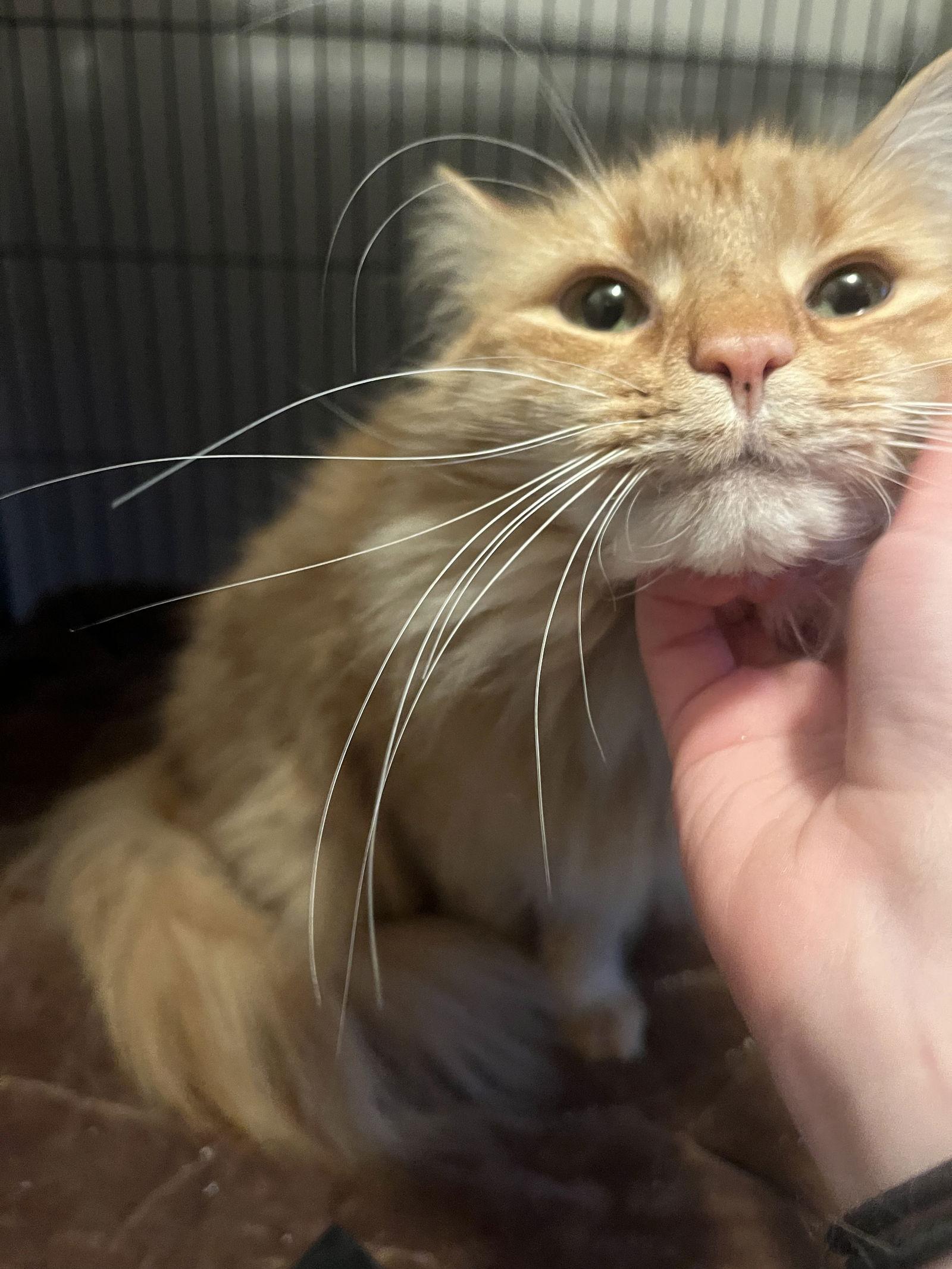 Enlarge Bowie, a Adopted Domestic Long Hair in Trexlertown, PA image 3/3