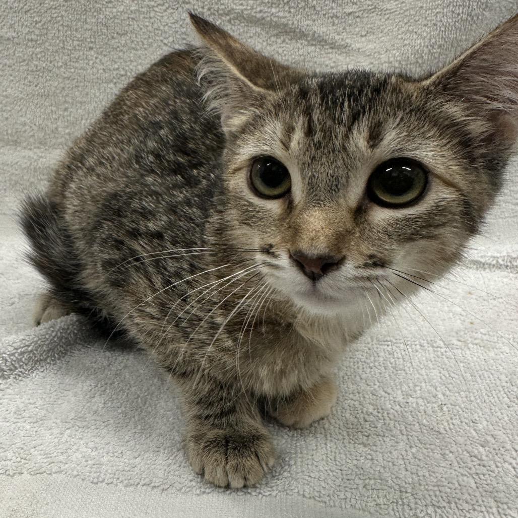Prudence, Adoptable, Kitten Female Domestic Short Hair.