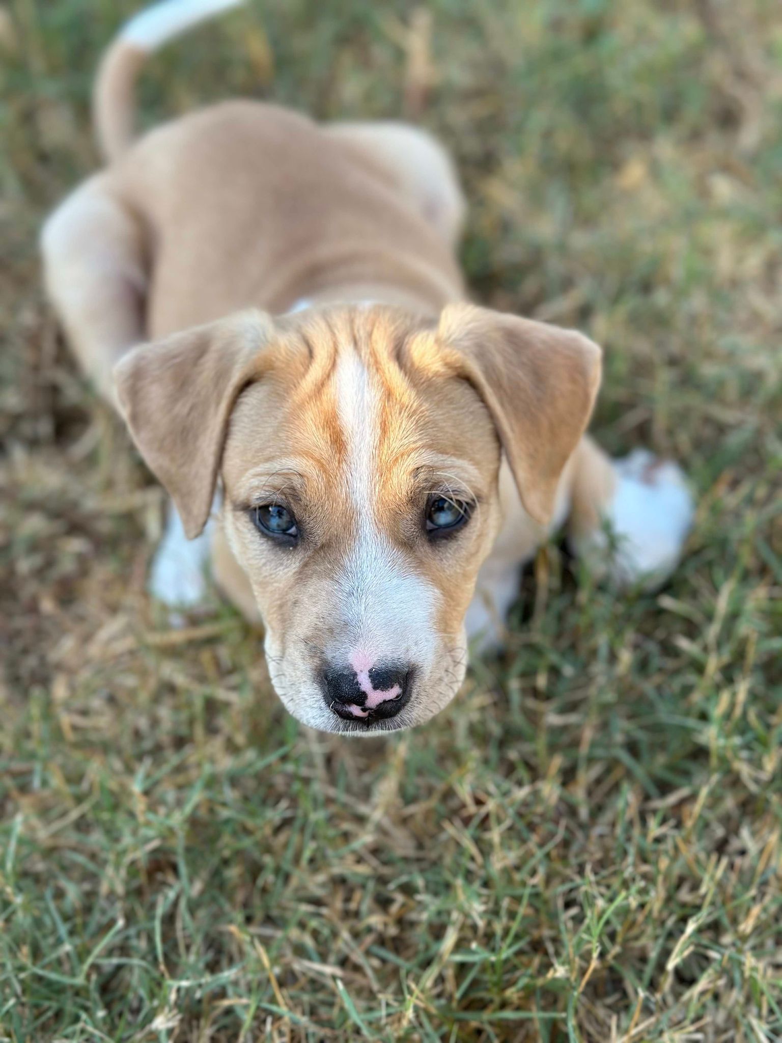 Dog for adoption Lincoln Hamilton, an Australian Shepherd & Parson