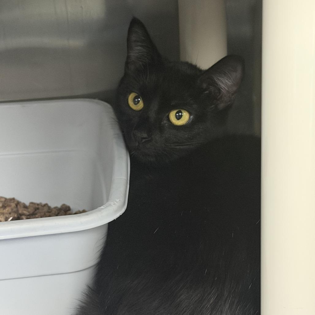 Spook, Adoptable, Adult Female Domestic Short Hair.