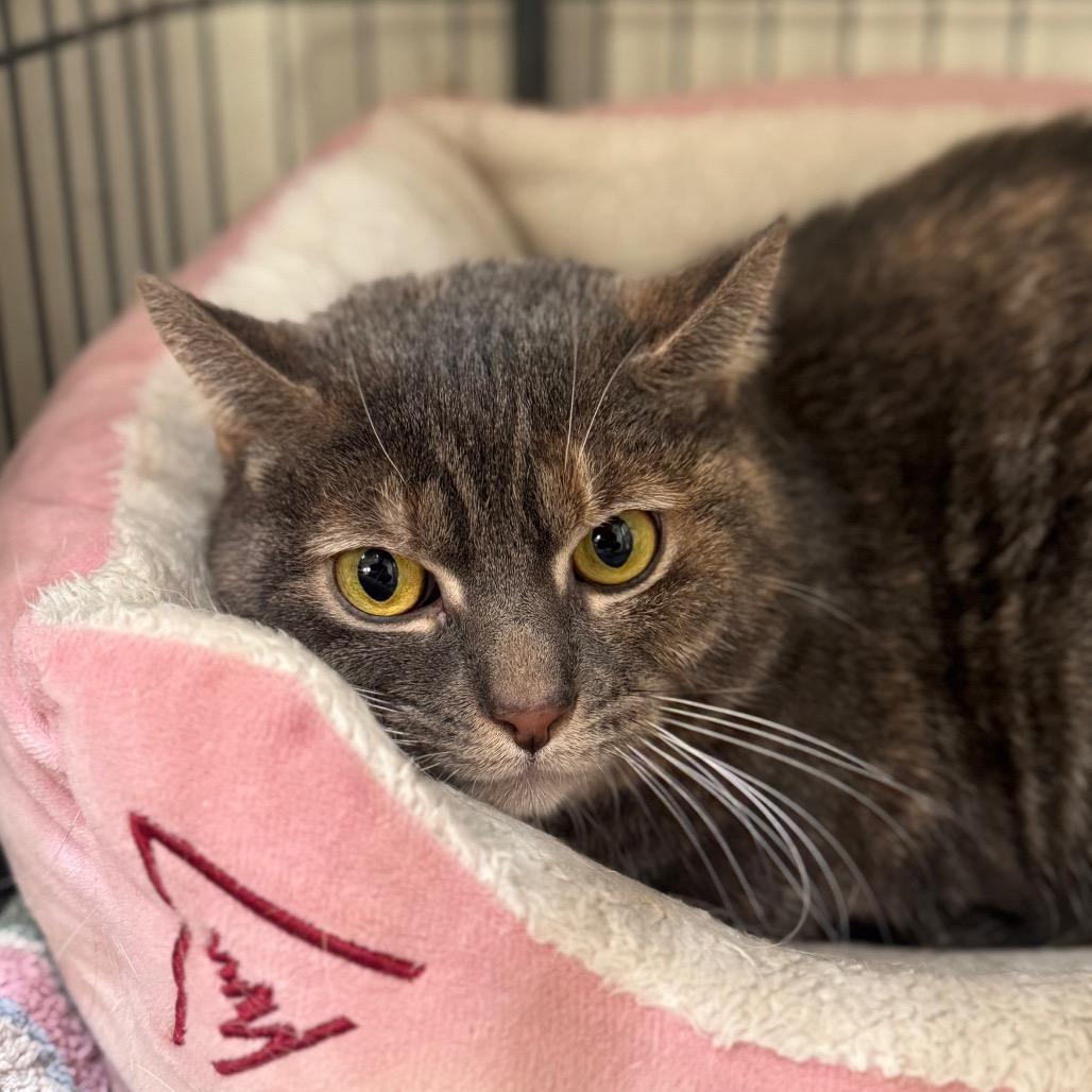 Lilo, Adoptable, Adult Female Domestic Short Hair.