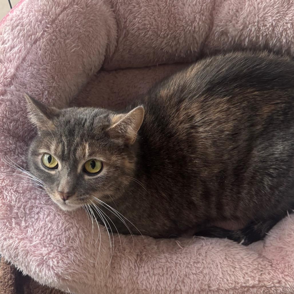 Enlarge Lilo, a Adoptable Domestic Short Hair in Easton, PA image 2/6