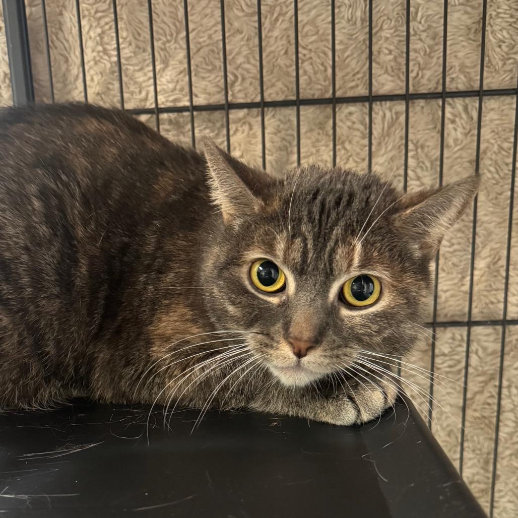 Enlarge Lilo, a Adoptable Domestic Short Hair in Easton, PA image 3/6