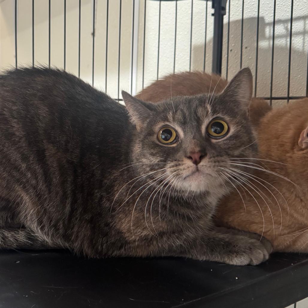 Enlarge Lilo, a Adoptable Domestic Short Hair in Easton, PA image 4/6