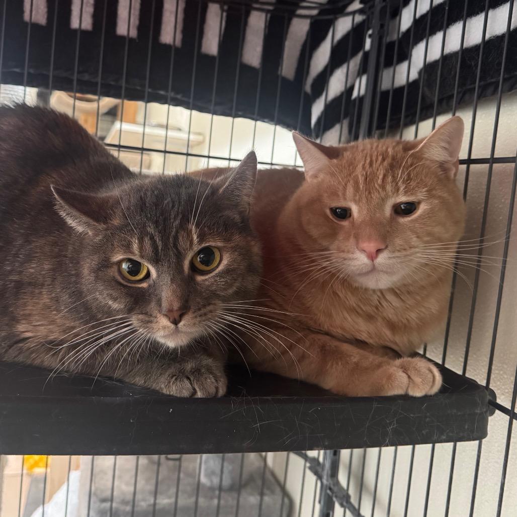 Enlarge Lilo, a Adoptable Domestic Short Hair in Easton, PA image 5/6