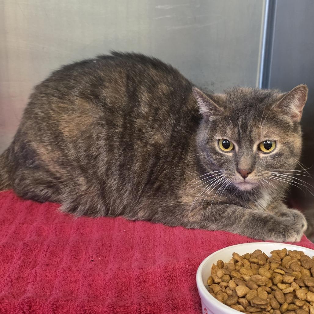 Enlarge Lilo, a Adoptable Domestic Short Hair in Easton, PA image 6/6