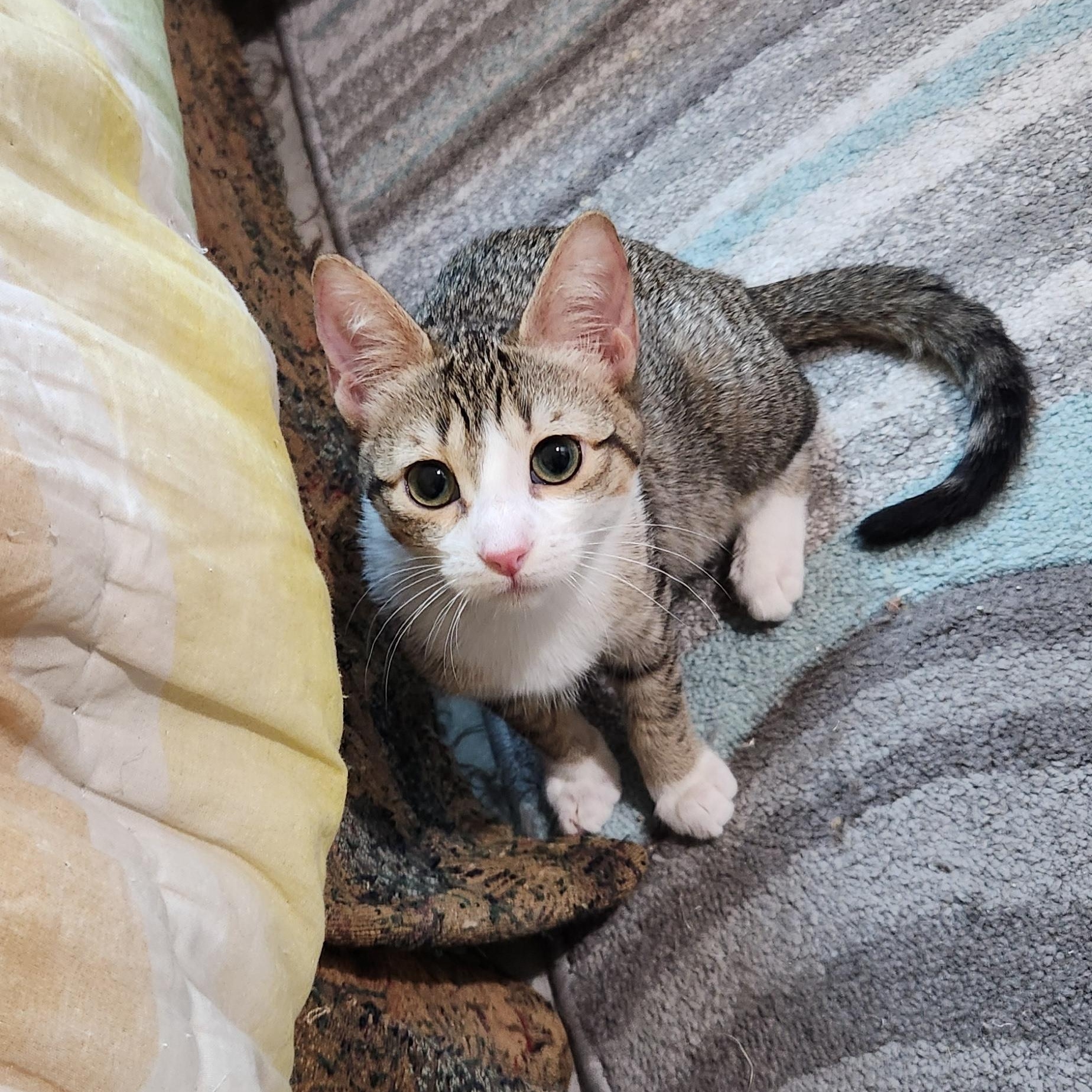 Enlarge Rosie Andrade, a Adoptable Domestic Short Hair in Denver, CO image 3/6