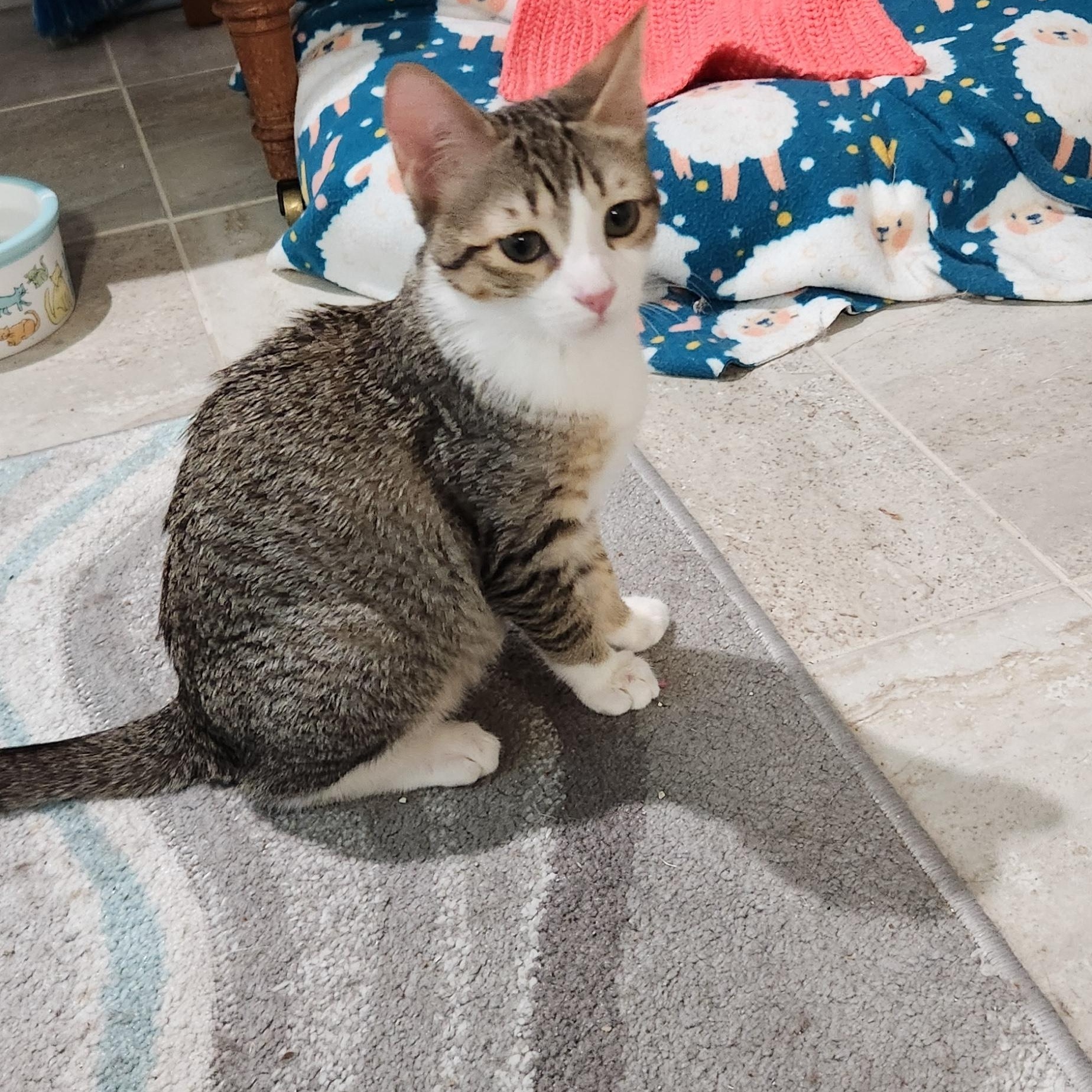 Enlarge Rosie Andrade, a Adoptable Domestic Short Hair in Denver, CO image 4/6