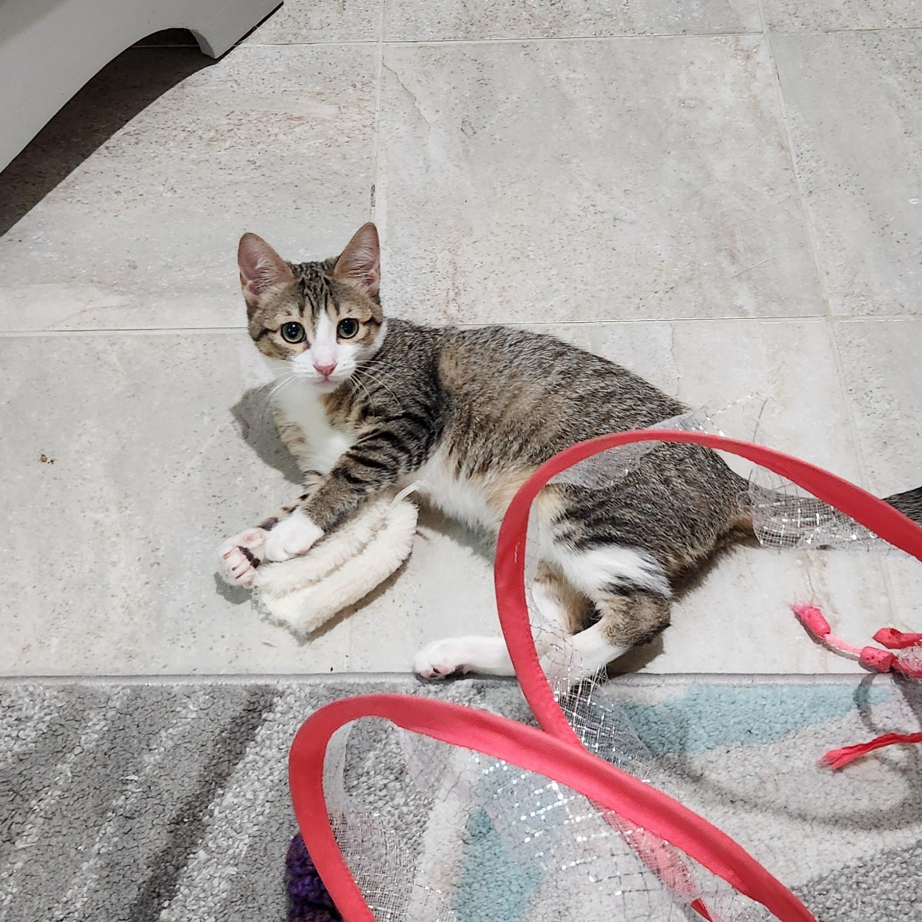 Enlarge Rosie Andrade, a Adoptable Domestic Short Hair in Denver, CO image 2/6