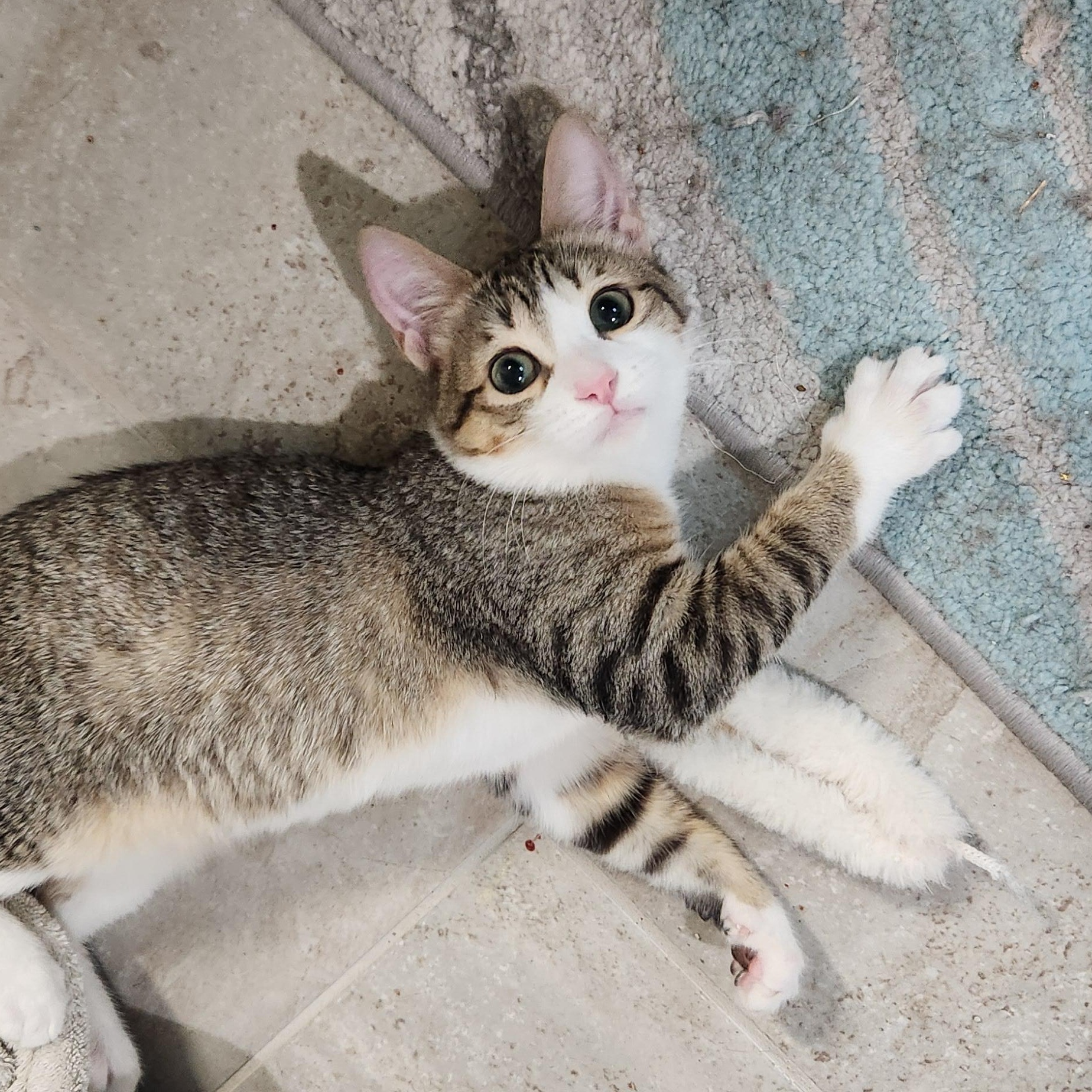 Rosie Andrade, Adoptable, Kitten Female Domestic Short Hair.