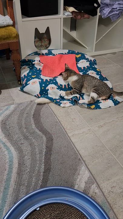 Enlarge Rosie Andrade, a Adoptable Domestic Short Hair in Denver, CO video 5/6
