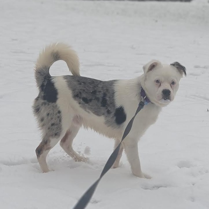 Crayola, a ADOPTABLE mixed breed in Midlothian, VA image 1/5