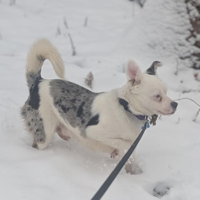 Crayola, a ADOPTABLE mixed breed in Midlothian, VA image 2/5