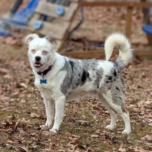 Crayola *deaf*, ADOPTABLE, Adult Male Australian Shepherd & Australian Cattle Dog / Blue Heeler.