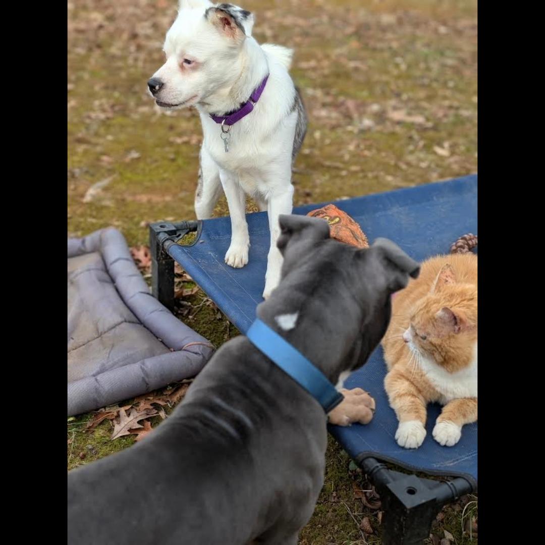 Crayola Deaf thumbnail 3