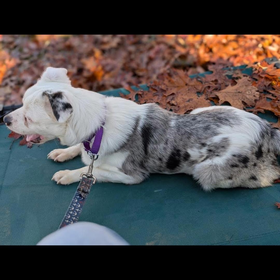 Crayola, a ADOPTABLE mixed breed in Midlothian, VA image 3/5