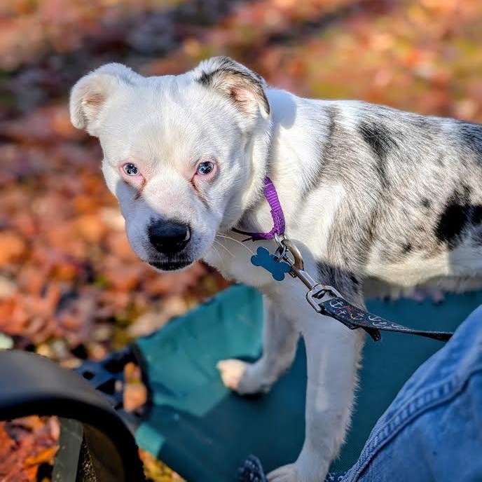 Crayola, a ADOPTABLE mixed breed in Midlothian, VA image 4/5