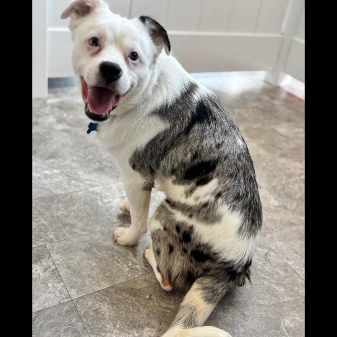 Enlarge Crayola *deaf*, a ADOPTABLE mixed breed in Midlothian, VA image 1/6