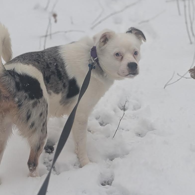 Crayola, a ADOPTABLE mixed breed in Midlothian, VA image 5/5