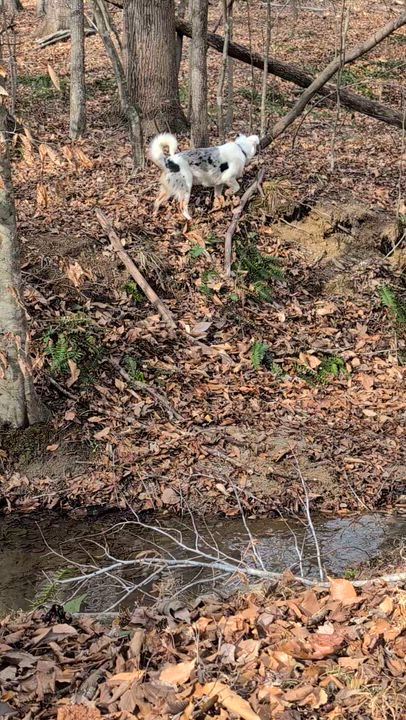 Enlarge Crayola *deaf*, a ADOPTABLE mixed breed in Midlothian, VA video 5/6