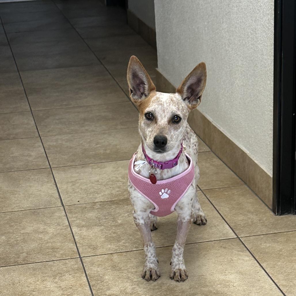Poppy, Adoptable, Young Female Dachshund & Cattle Dog.