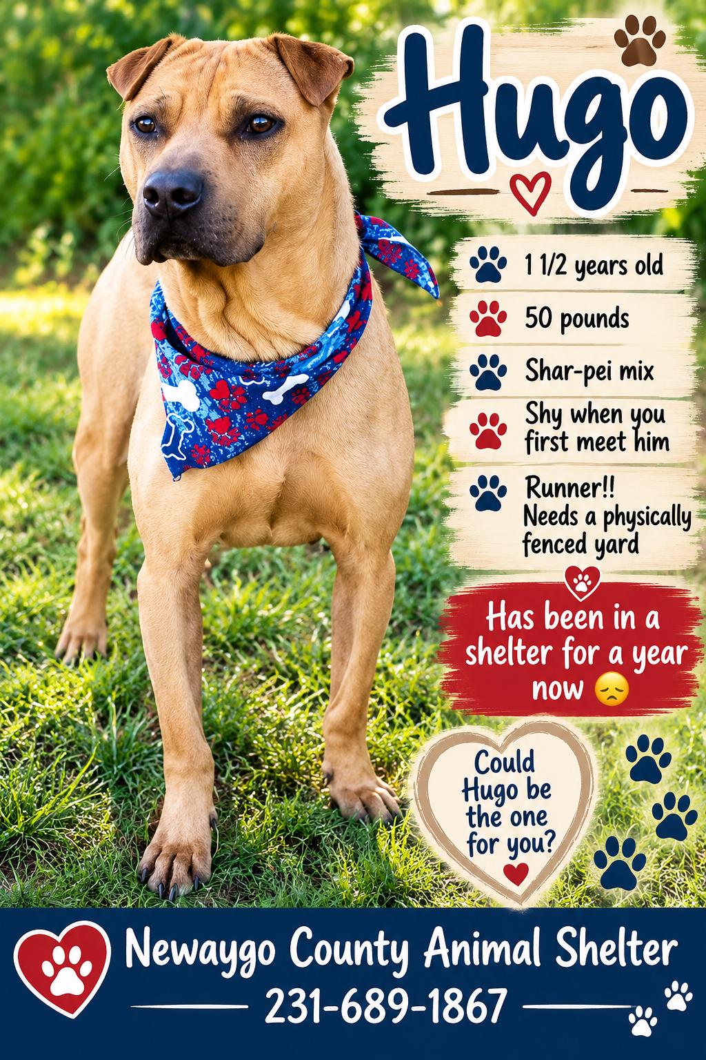 Enlarge Hugo, a Adoptable mixed breed in White Cloud, MI image 1/1