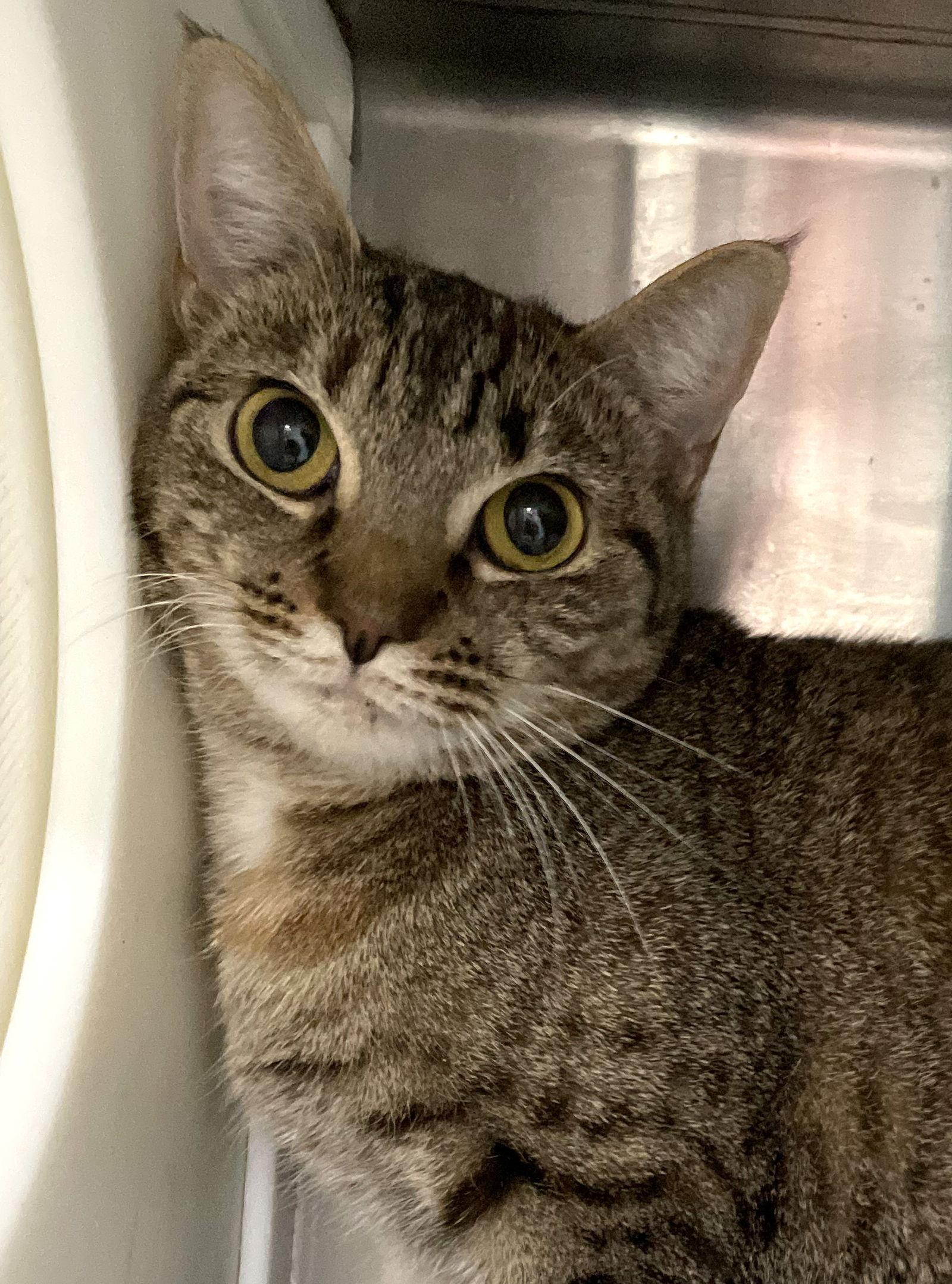 Serena, Adoptable, Young Female Tabby & Calico.