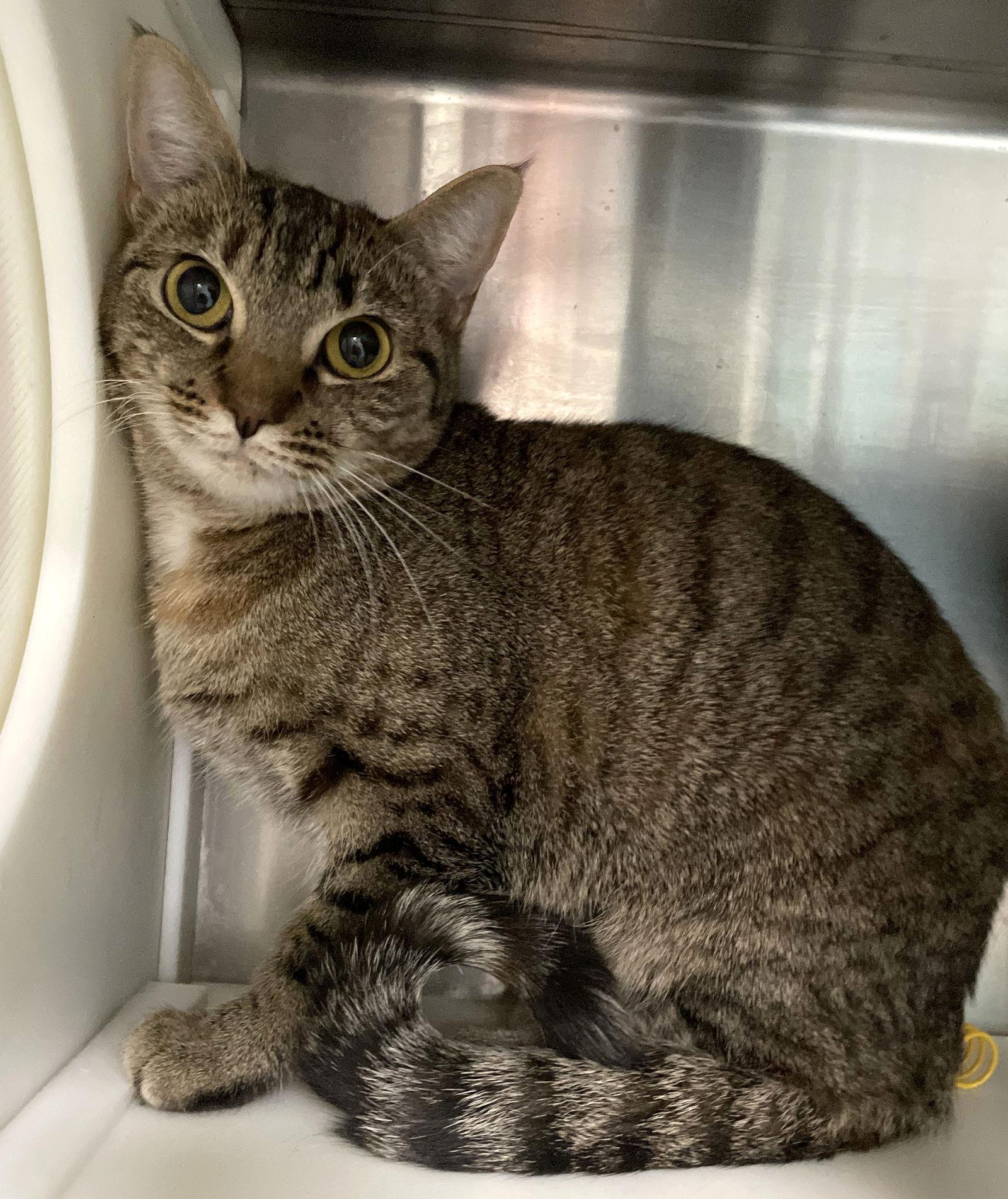 Serena, Adoptable, Young Female Tabby & Calico.