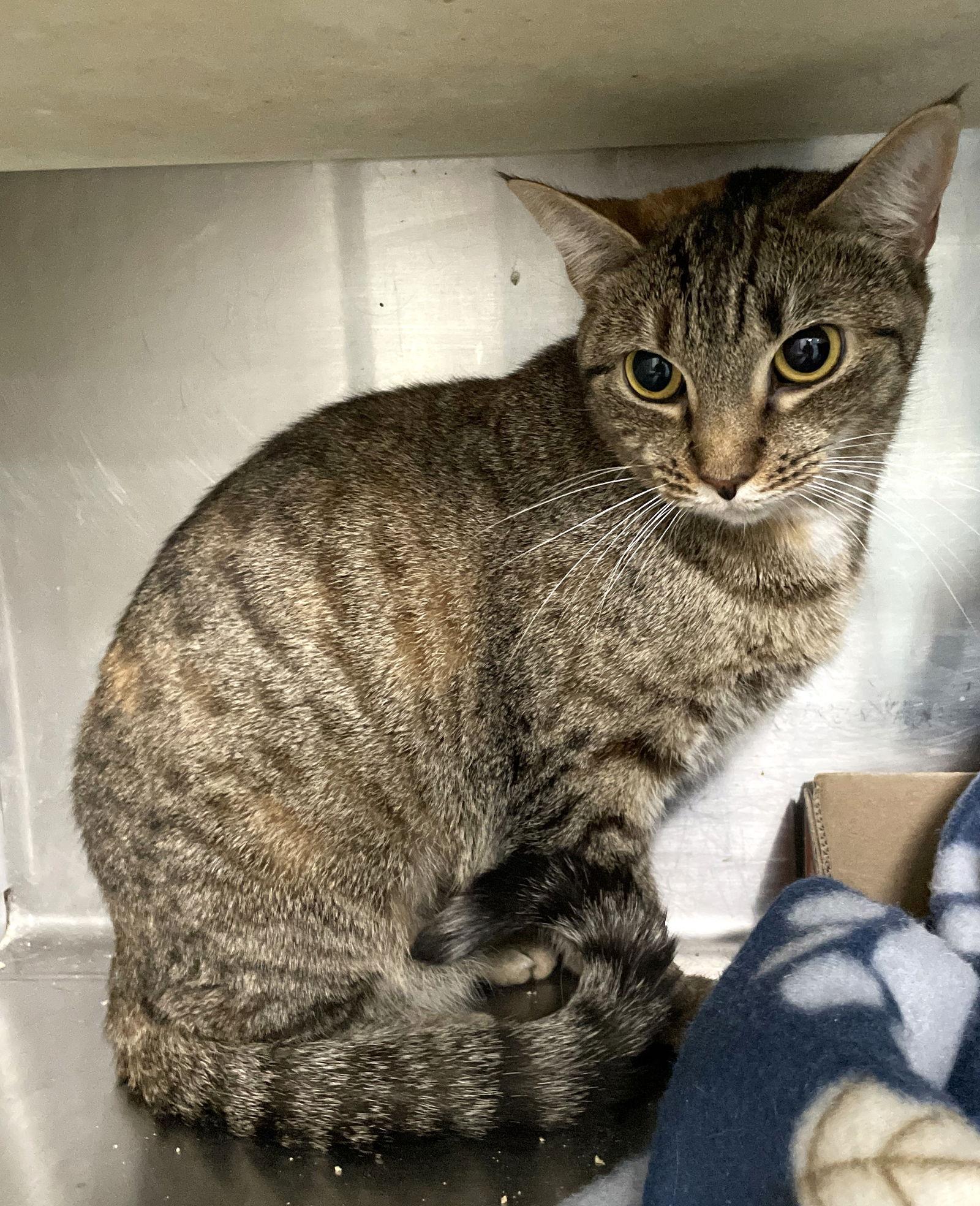 Serena, a Adoptable mixed breed in Carrollton, GA image 3/3