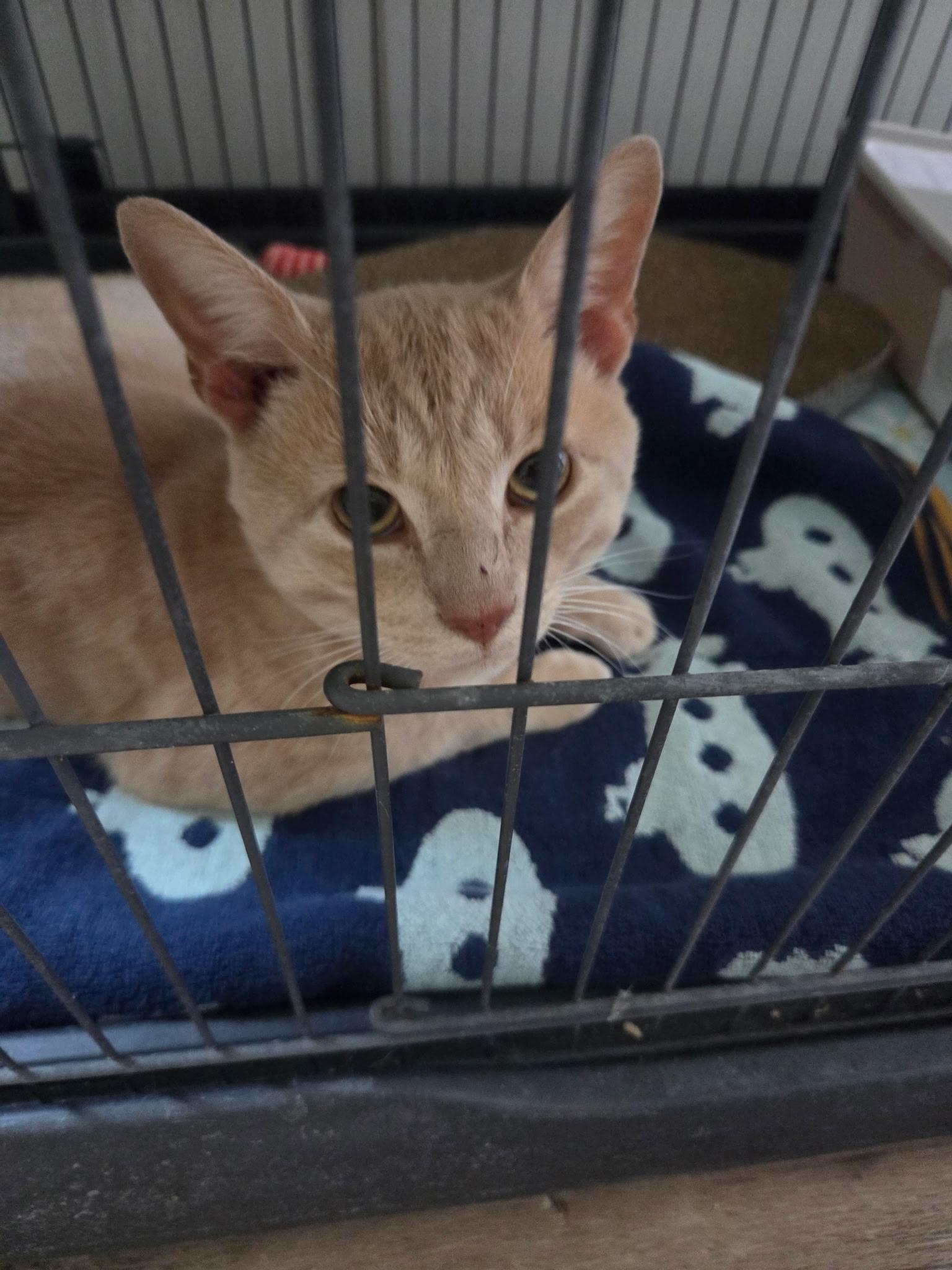 Scooby, a ADOPTABLE Domestic Short Hair in Stafford, VA image 1/2