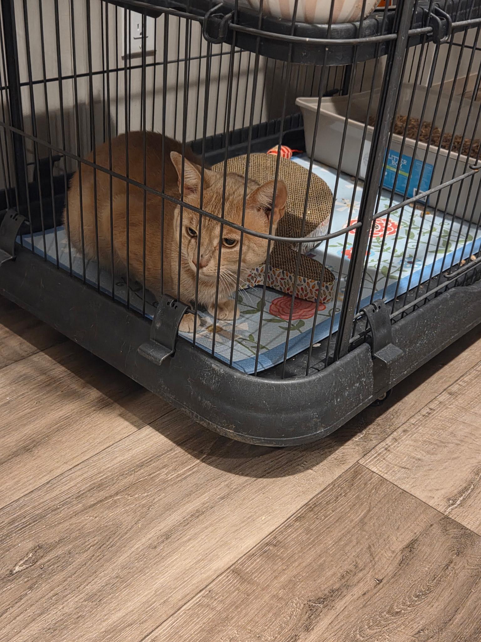 Scooby, a ADOPTABLE Domestic Short Hair in Stafford, VA image 2/2