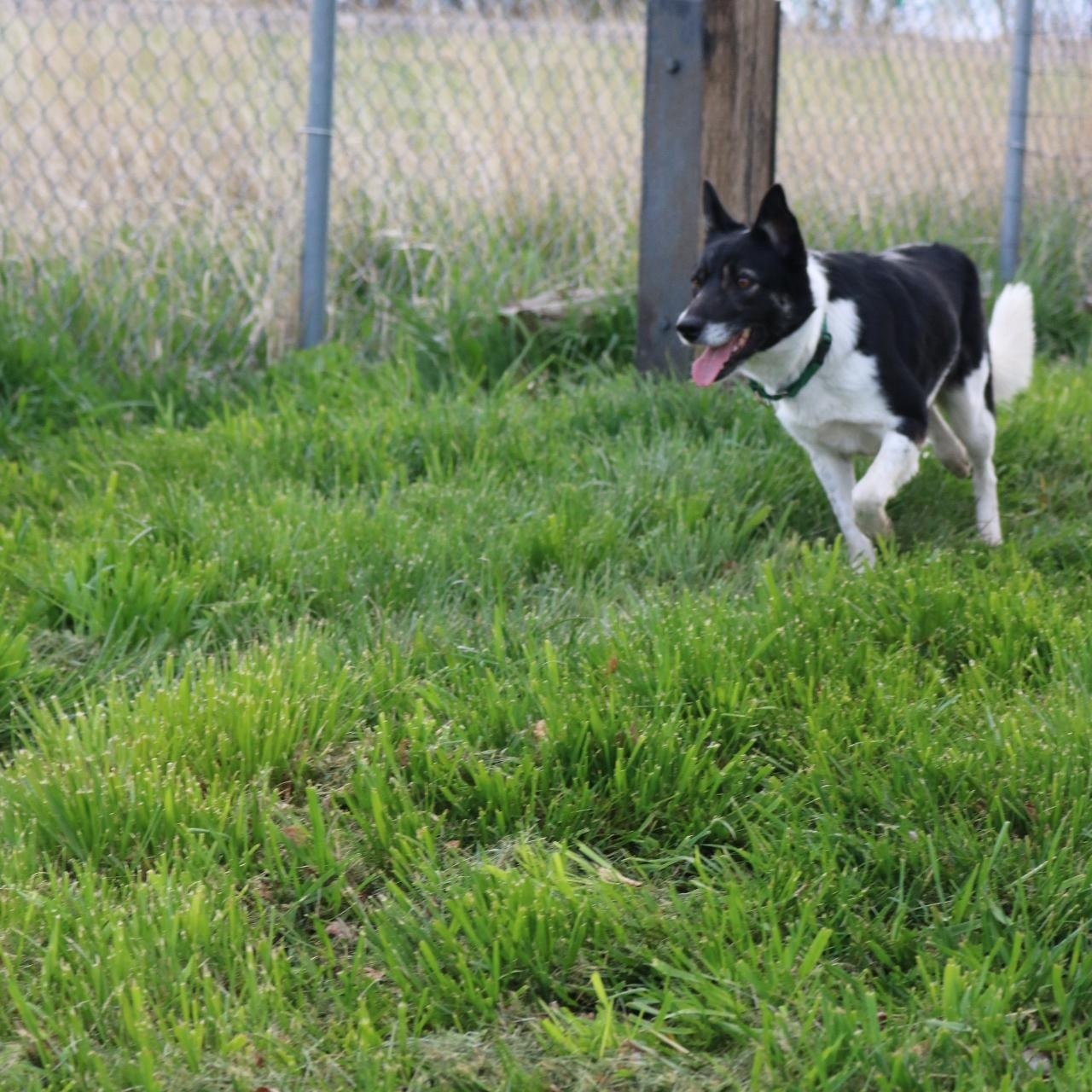 Enlarge Molly, an adopted mixed breed in La Grande, OR image 3/3