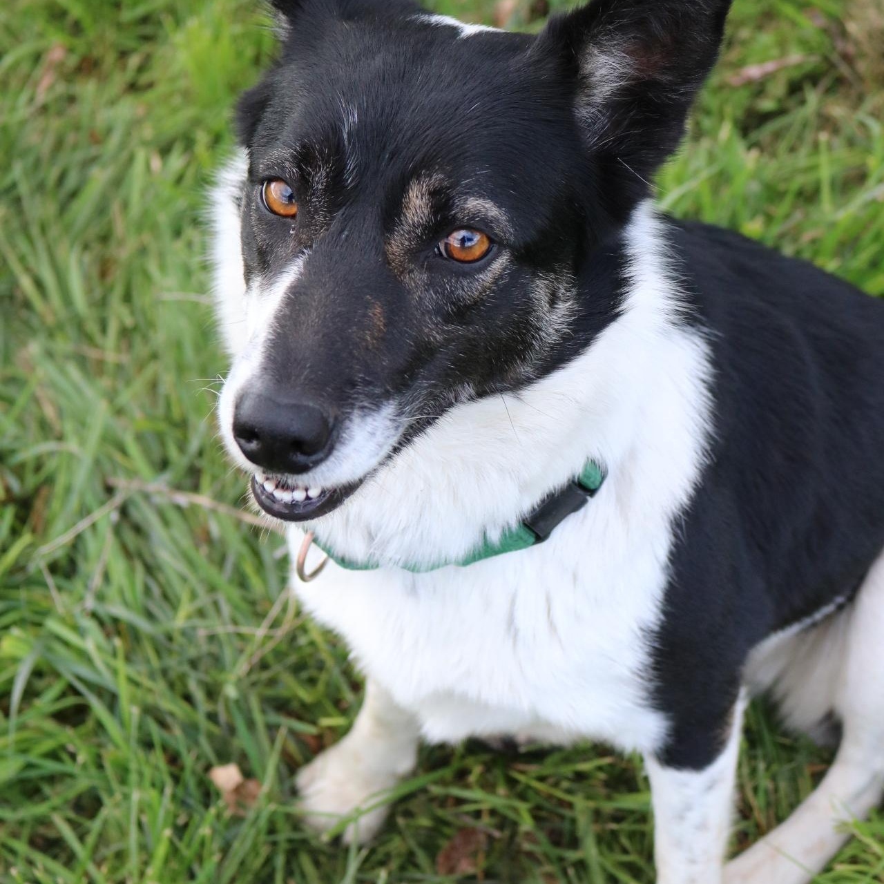 Molly, adopted, Adult Female Border Collie & Australian Cattle Dog / Blue Heeler.