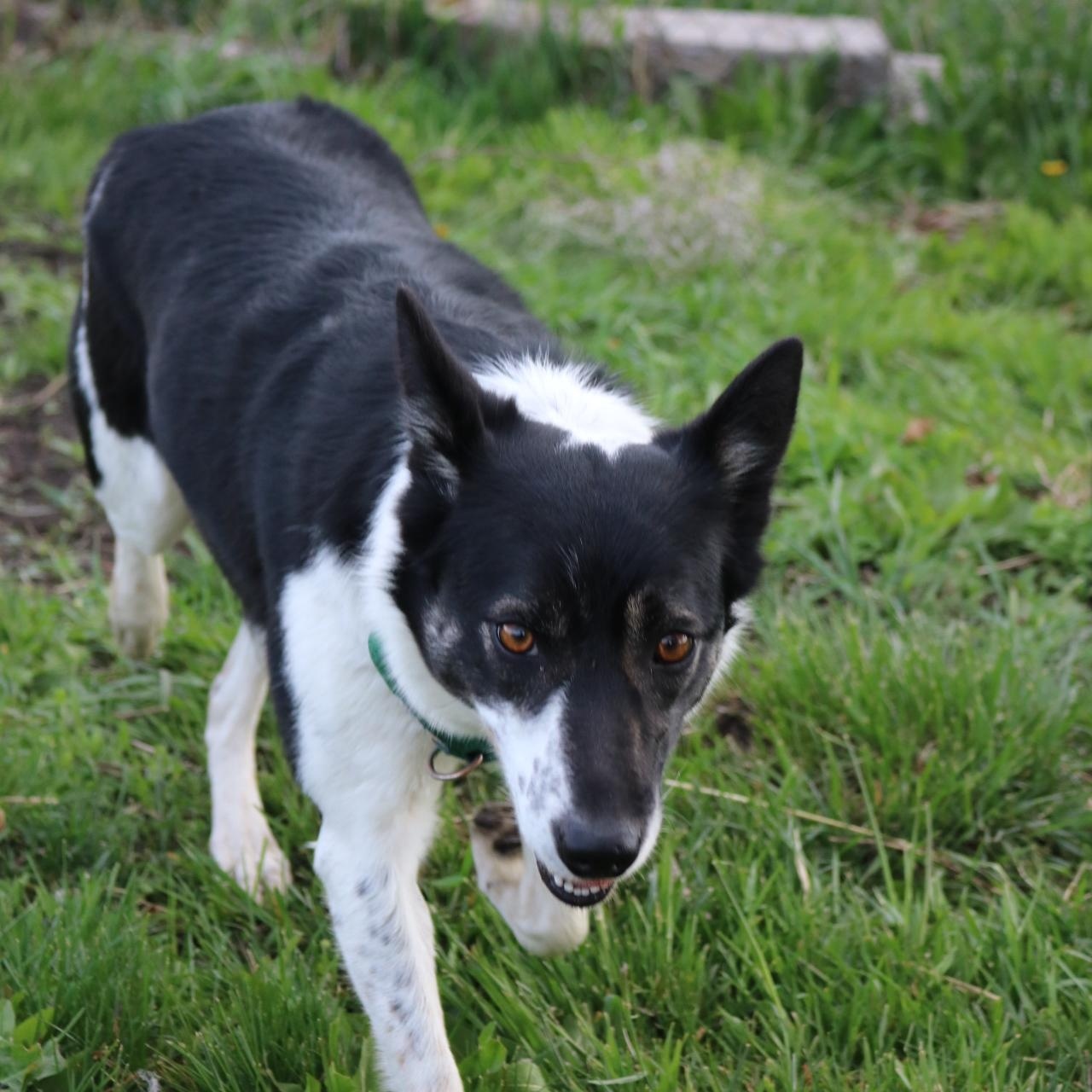 Enlarge Molly, an adopted mixed breed in La Grande, OR image 2/3