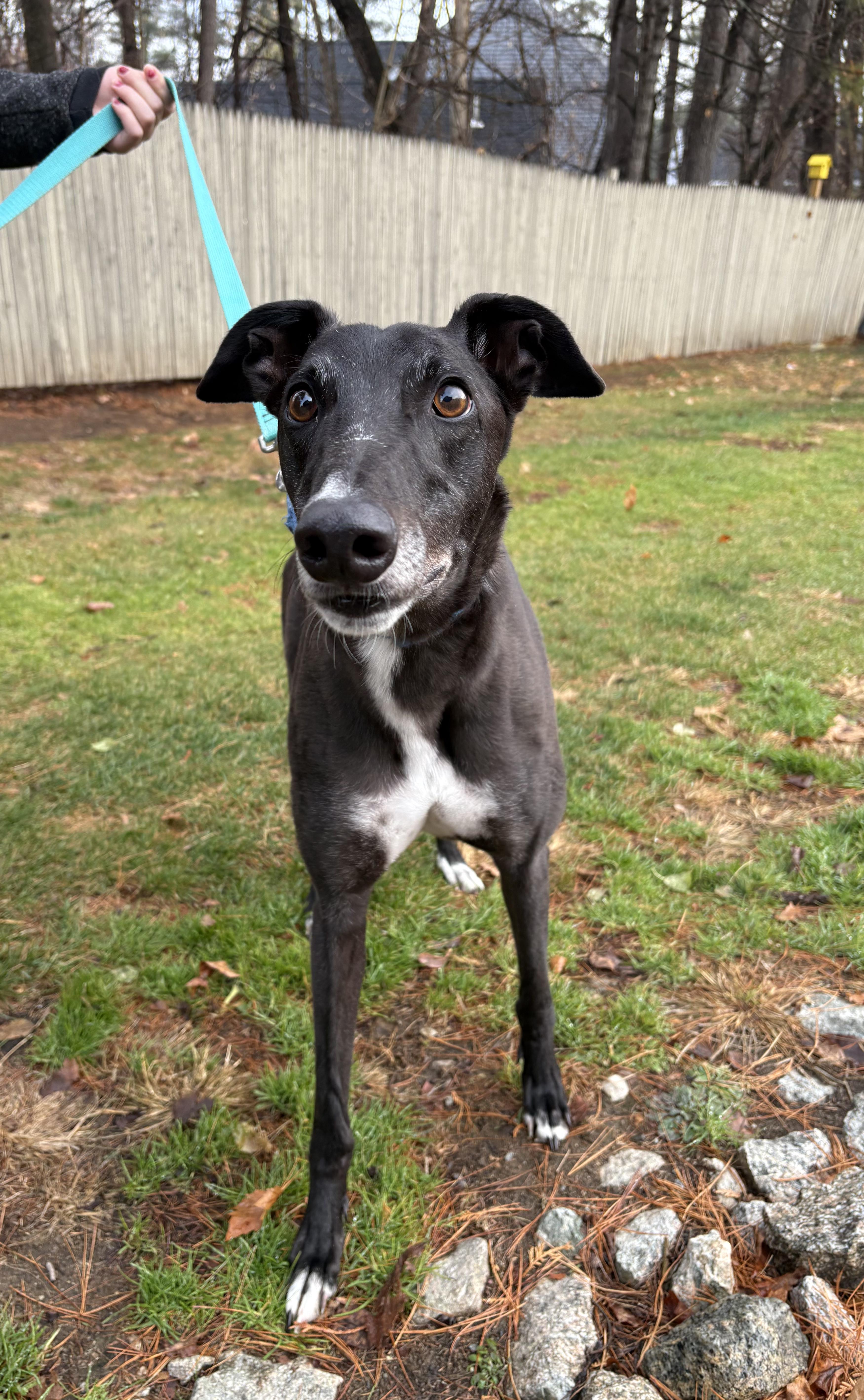 Ralf, adoptable, Adult Male Greyhound.