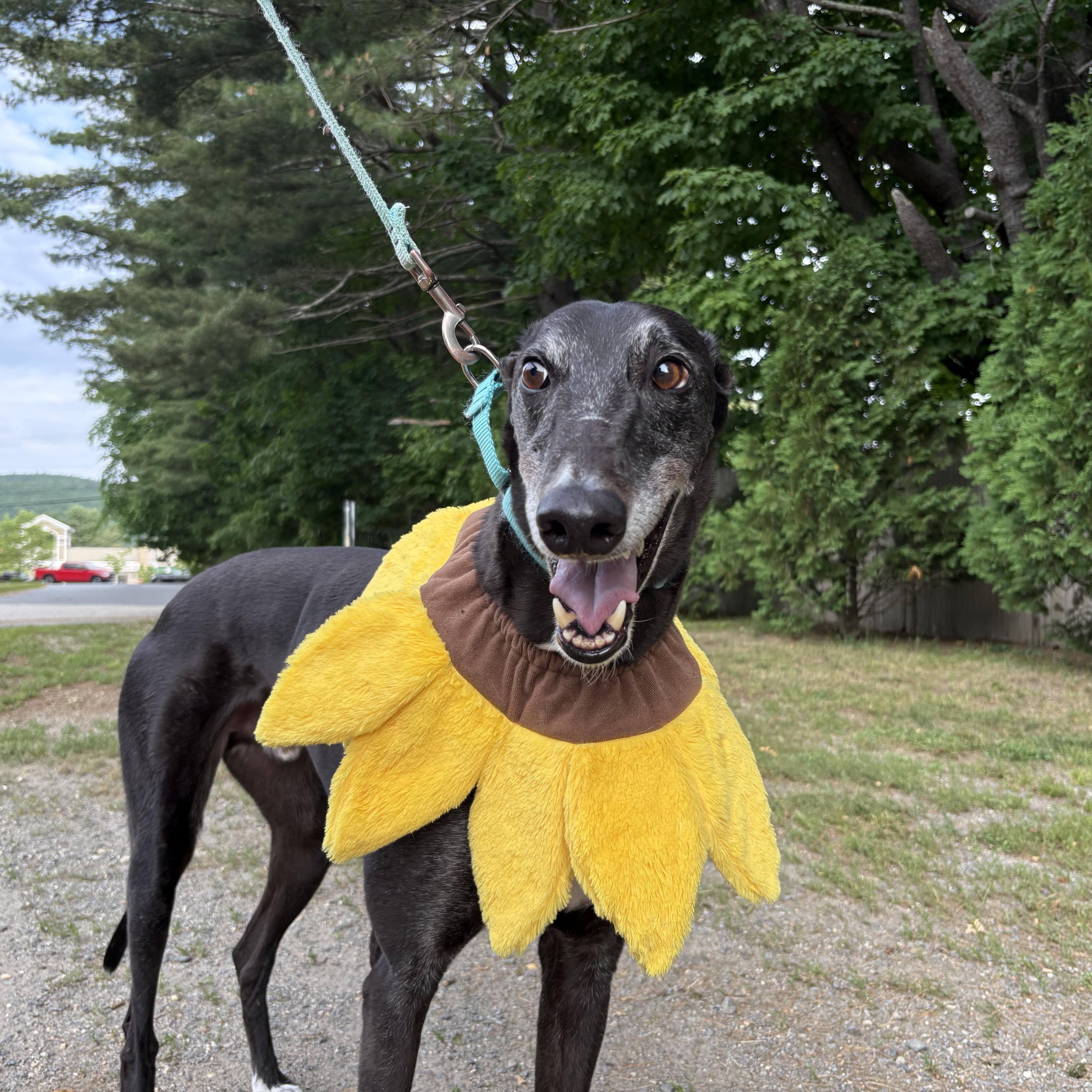 Enlarge Ralf, an adoptable Greyhound in Swanzey, NH image 5/5