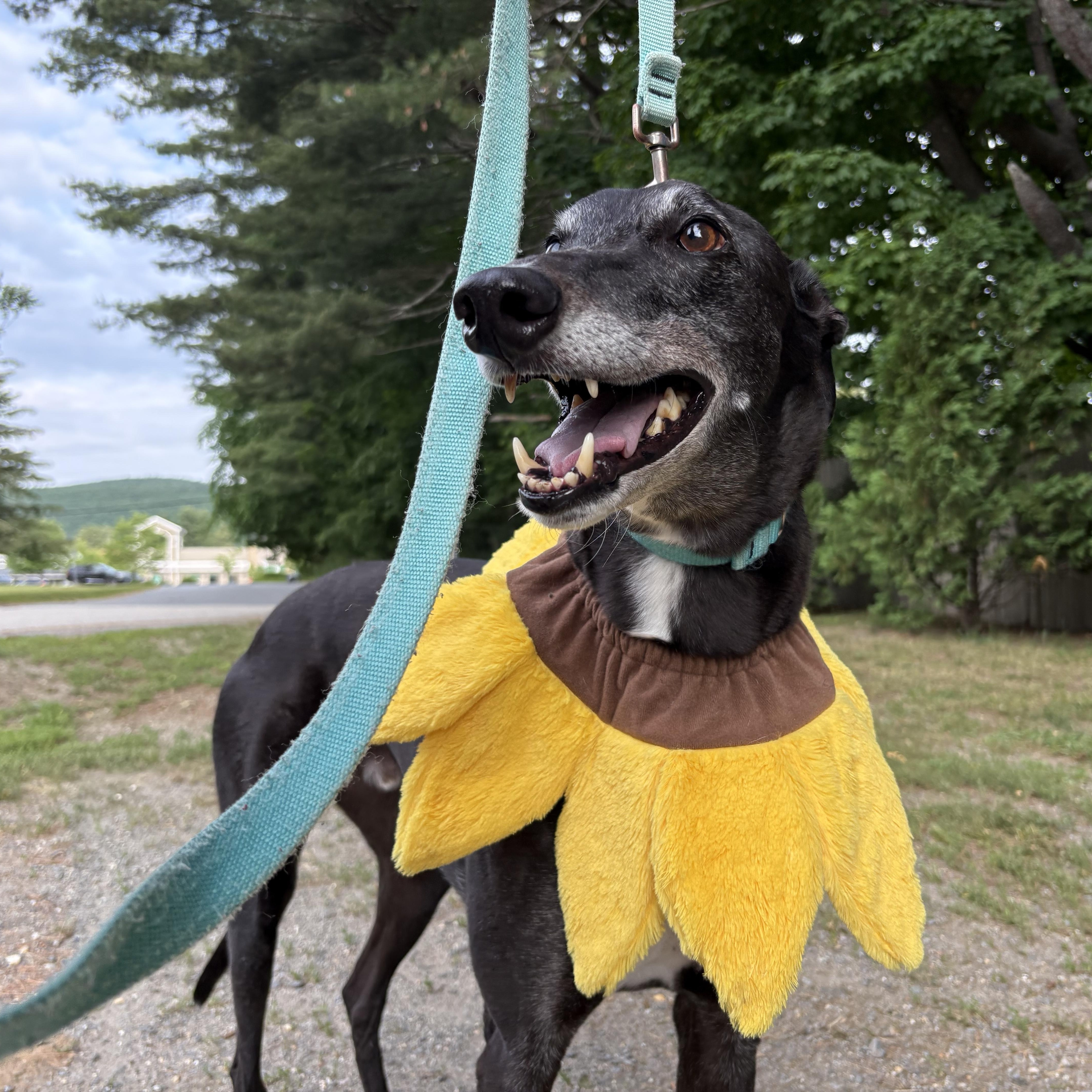 Enlarge Ralf, an adoptable Greyhound in Swanzey, NH image 4/5