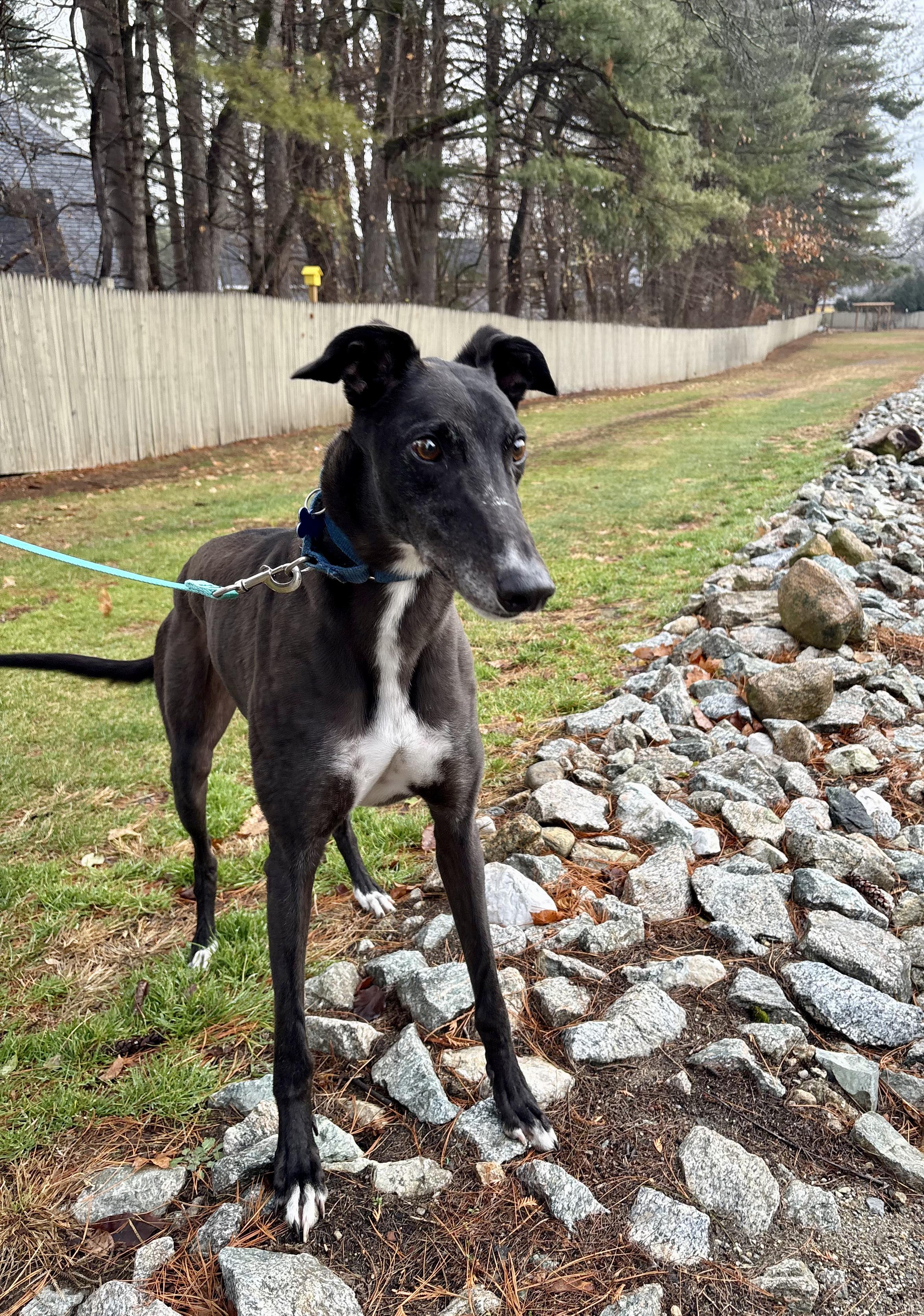 Enlarge Ralf, an adoptable Greyhound in Swanzey, NH image 2/5