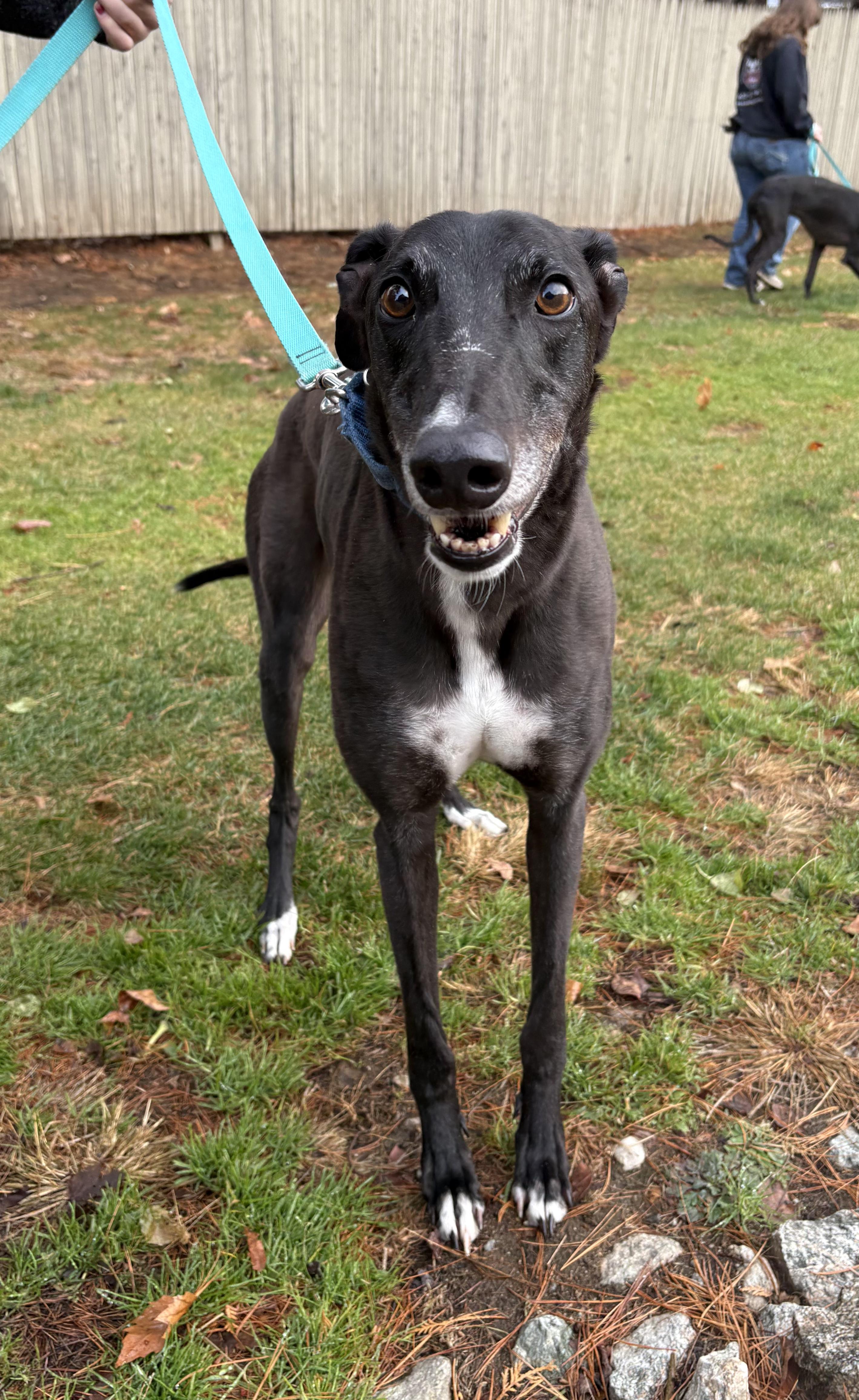 Enlarge Ralf, an adoptable Greyhound in Swanzey, NH image 3/5