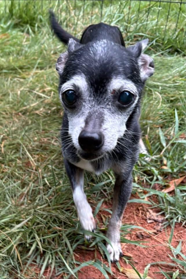 Granny 195, a ADOPTABLE Chihuahua in Seneca, SC image 1/2
