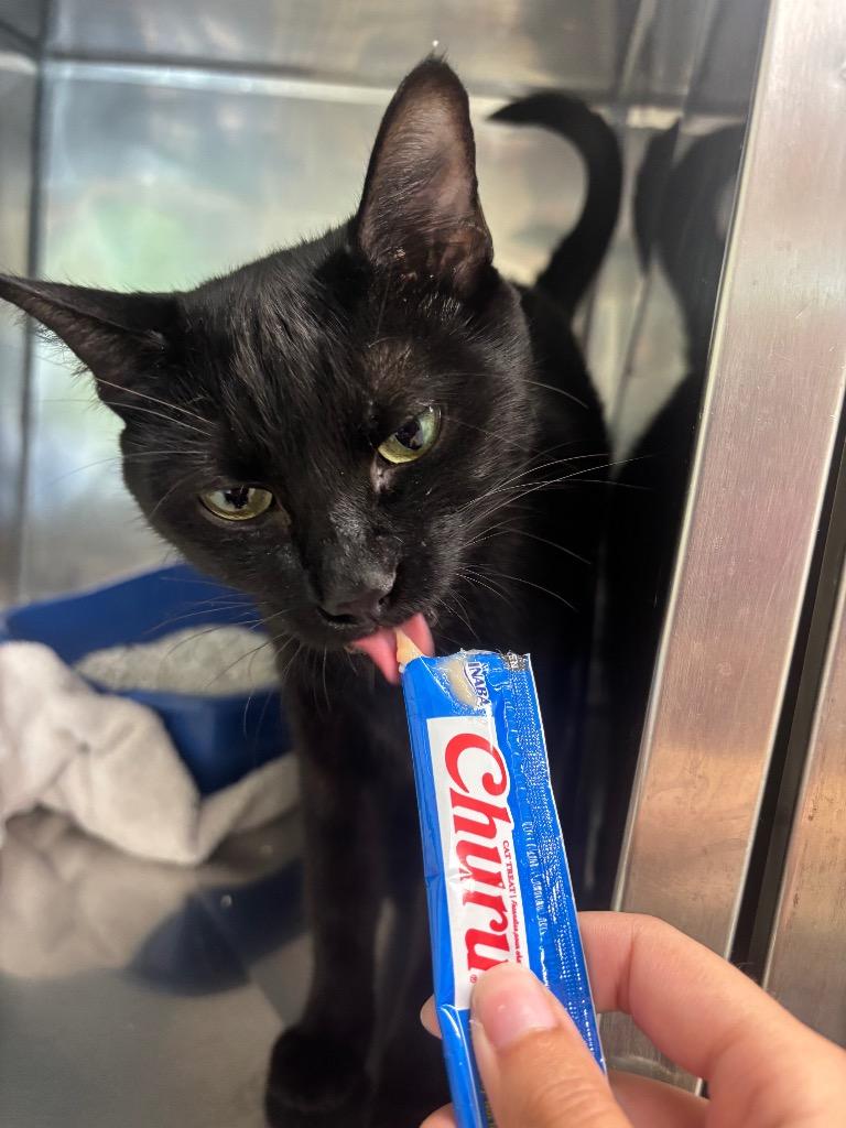 Elvira, Adoptable, Young Female Domestic Short Hair.