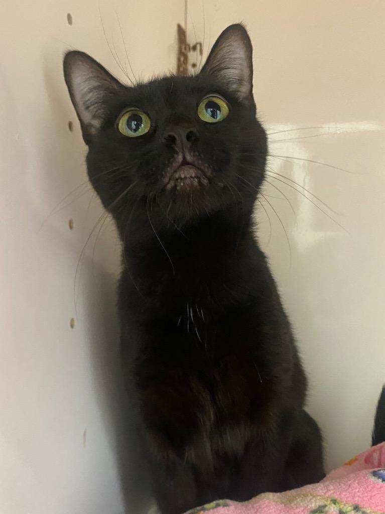 Elvira, a Adoptable mixed breed in Fall River, MA image 3/6