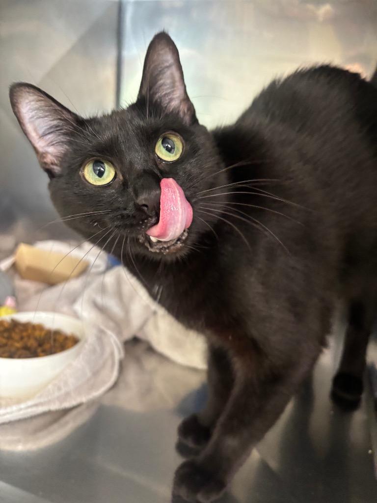 Elvira, a Adoptable mixed breed in Fall River, MA image 4/6